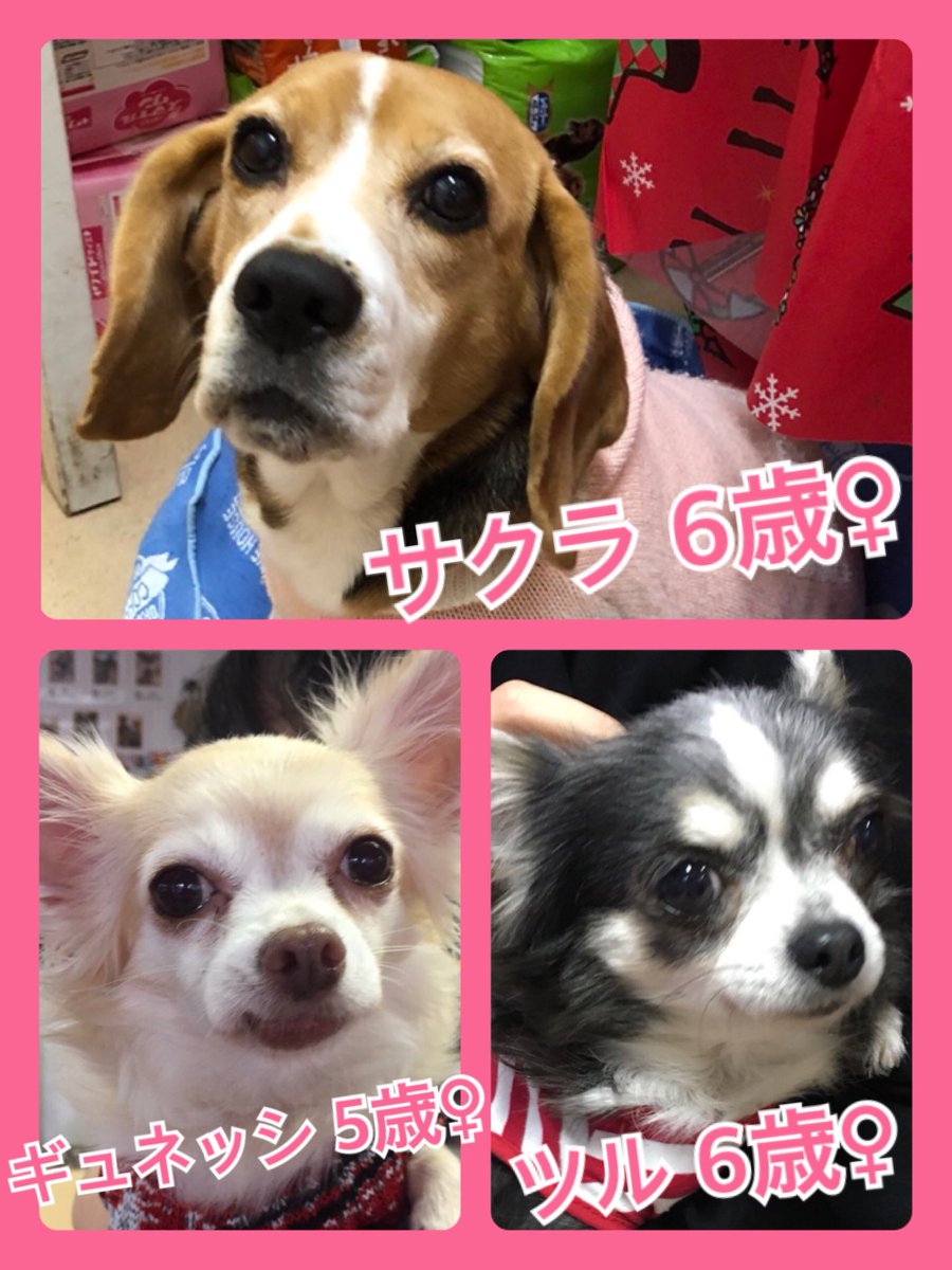 🐾今日の里親様募集中ワンコ🐶メンバーです🐾2019,11,29